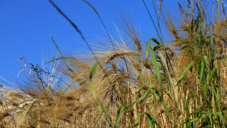 Addressing Consumer Concerns About Grain-Free Diets and Heart Health: Sky247 log in, Gold365, Gold win 365
