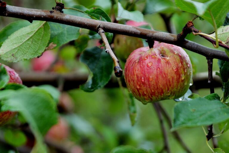 Analyzing the Impact of Food Processing Methods on Nutrient Bioavailability: Sky247.net login, Gold365.com, Gold365.win
